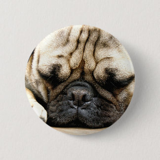 Pug puppy pinback button