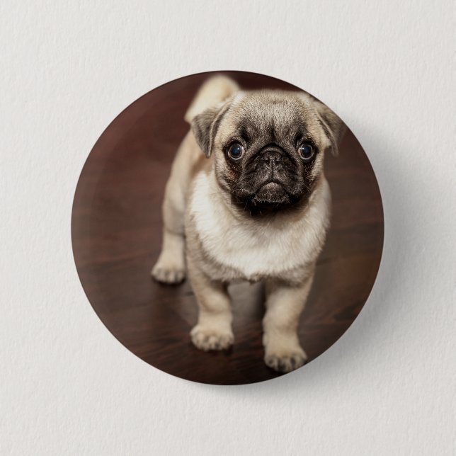 Pug Puppy Pinback Button (Front)