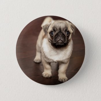 Pug Puppy Pinback Button by Theraven14 at Zazzle