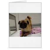 pug puppy.png (Front)