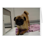 pug puppy.png (Front Horizontal)