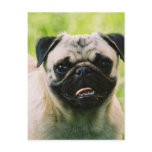 Pug Puppy Postcard