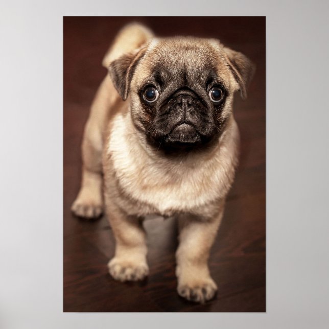 Pug Puppy Poster (Front)