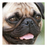 Pug Puppy Poster Print