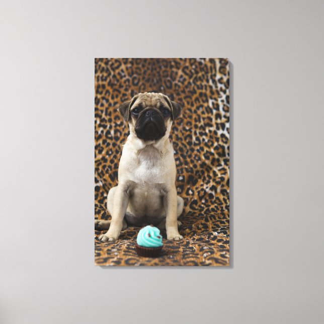 Pug puppy sitting against animal print 2 (Front)