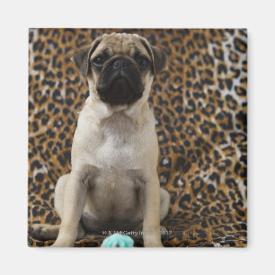 Pug puppy sitting against animal print 2 magnet