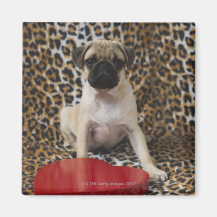 Pug puppy sitting against animal print magnet