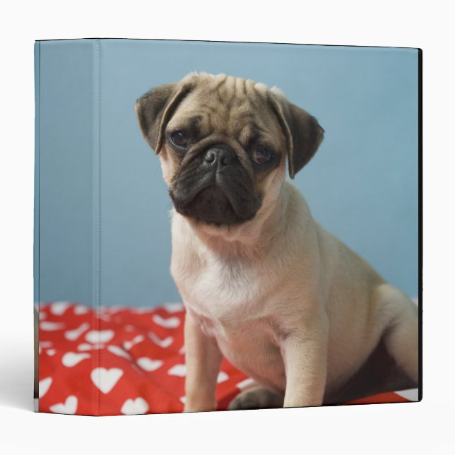 Pug puppy sitting on bed binder (Front/Spine)