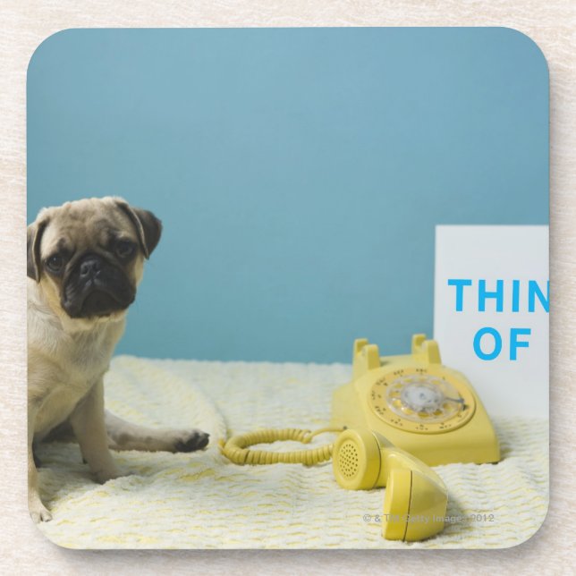 Pug puppy sitting on bed next to phone and coaster (Front)
