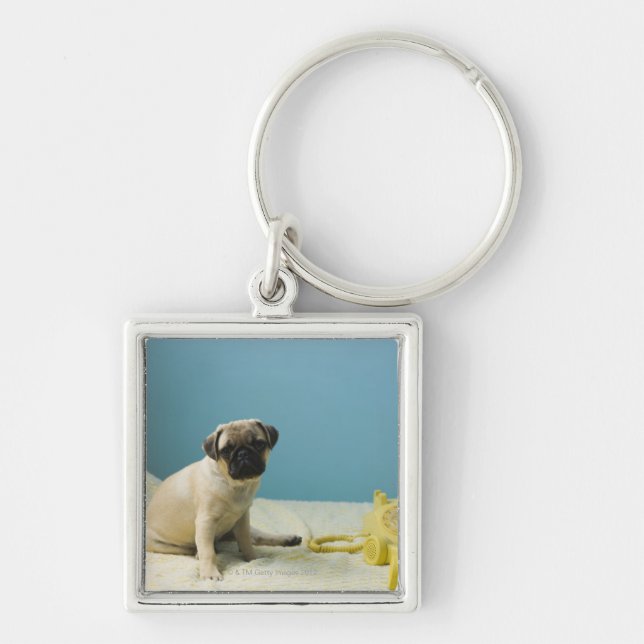 Pug puppy sitting on bed next to phone and keychain (Front)