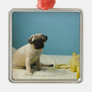 Pug puppy sitting on bed next to phone and metal ornament