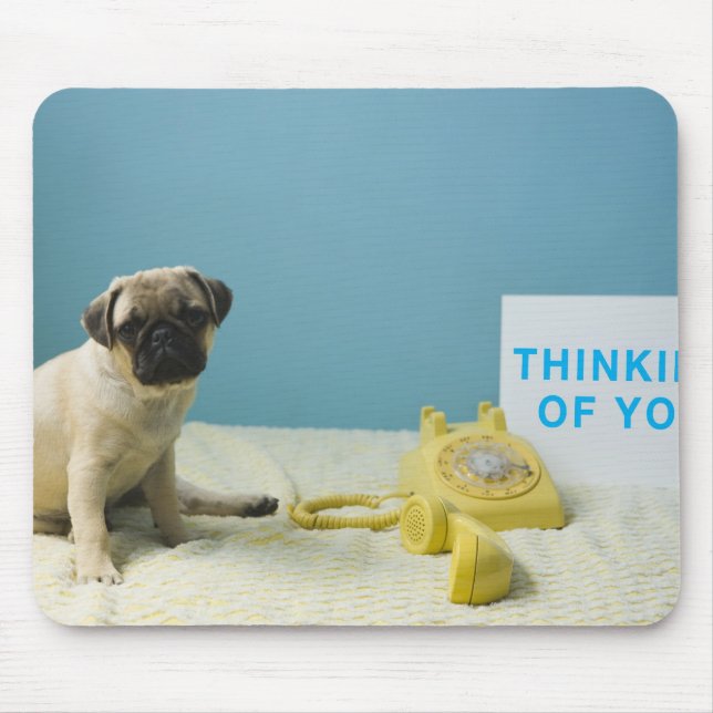 Pug puppy sitting on bed next to phone and mouse pad (Front)