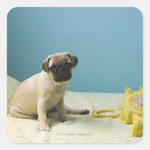 Pug puppy sitting on bed next to phone and square sticker