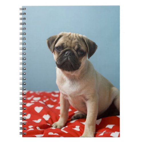 Pug puppy sitting on bed notebook
