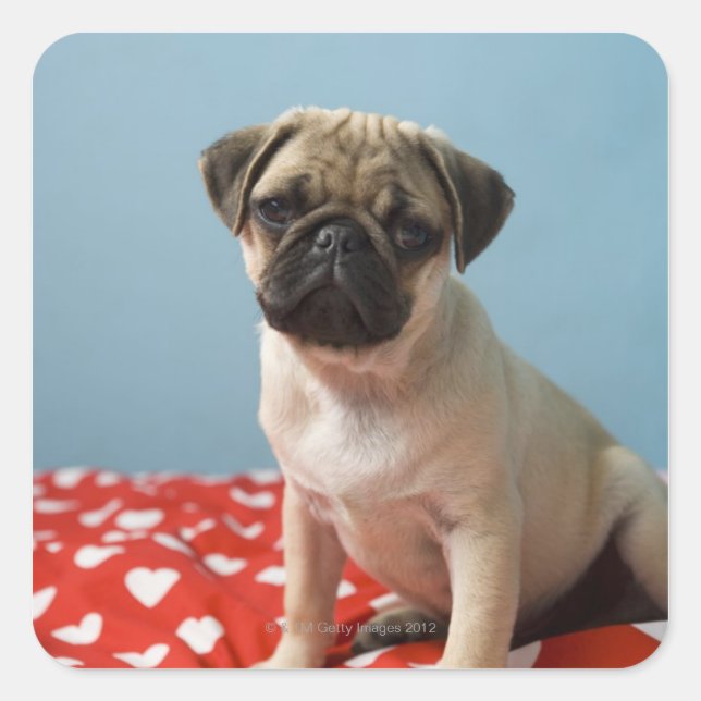 Pug puppy sitting on bed square sticker (Front)