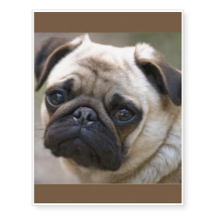 Pug Puppy Temporary Tattoos
