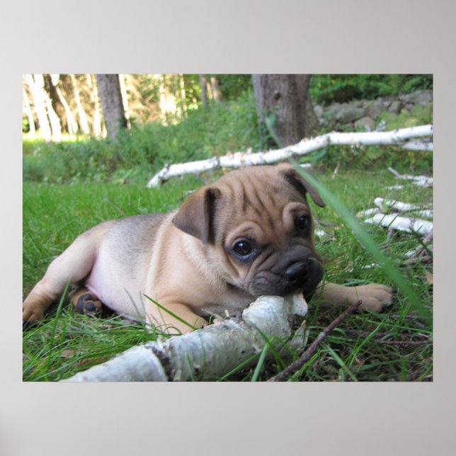 Pug/Sharpei Puppy Print (Front)