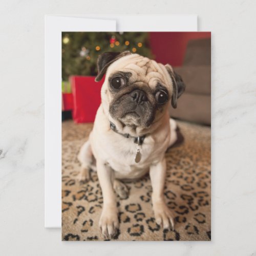 Pug sitting on carpet Christmas tree Holiday Card