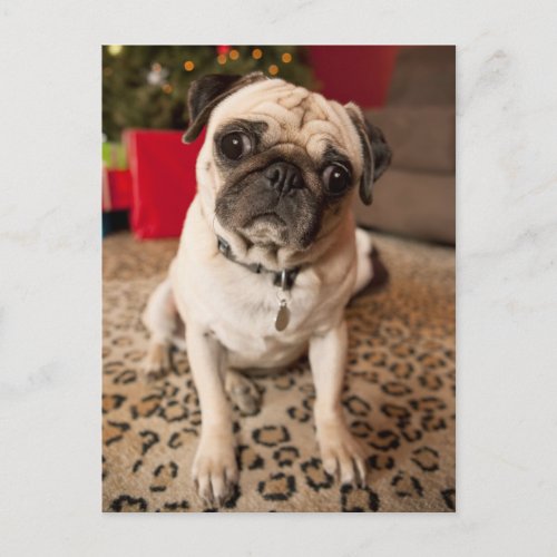 Pug sitting on carpet Christmas tree Holiday Postcard