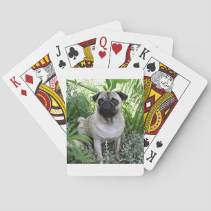 pug sitting poker cards