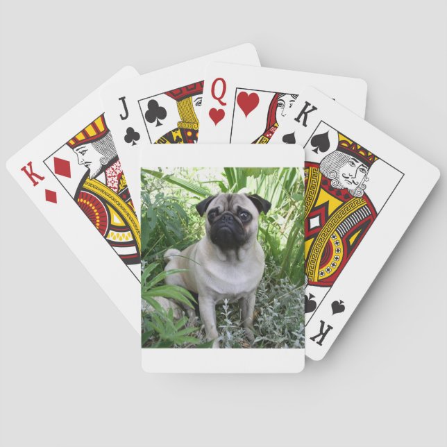 pug sitting poker cards (Back)