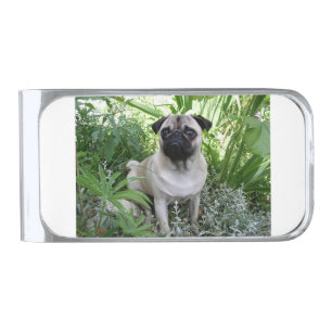 pug sitting silver finish money clip