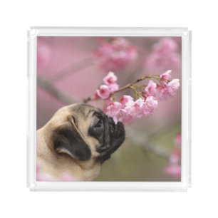 Pug Smelling Cherry Blossoms Acrylic Tray