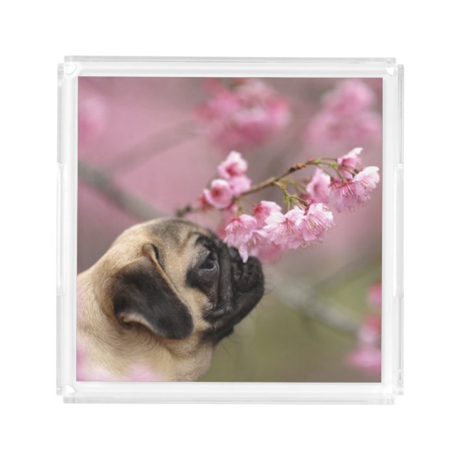 Pug Smelling Cherry Blossoms Acrylic Tray (Front)
