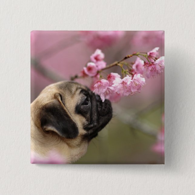 Pug Smelling Cherry Blossoms Button (Front)