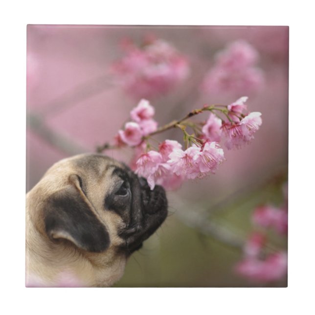 Pug Smelling Cherry Blossoms Ceramic Tile (Front)
