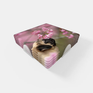 Pug Smelling Cherry Blossoms Coaster Set