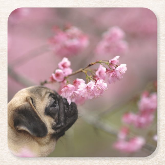 Pug Smelling Cherry Blossoms Square Paper Coaster (Front)