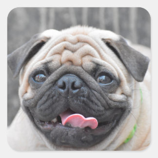Pug Stickers