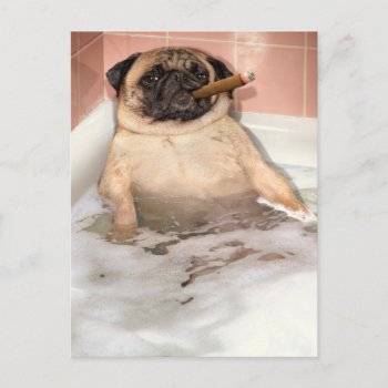 Pug Taking Bubble Bath Invitation Postcard by AvantiPress at Zazzle