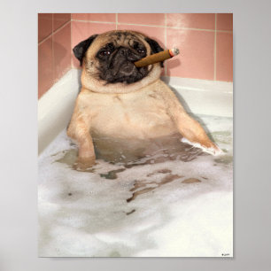 Pug Taking Bubble Bath Poster