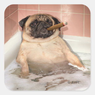Pug Taking Bubble Bath Square Sticker