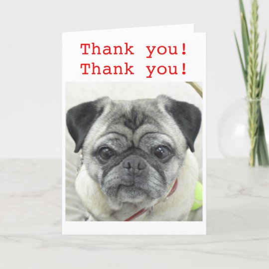 Pug Thank You card | Zazzle.com