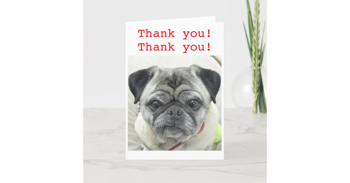 Pug Thank You card | Zazzle