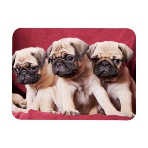 Pug Triplets Magnet