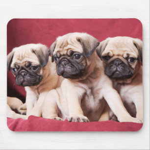Pug Triplets Mouse Pad