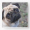 Pug Wall Clock