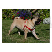 Pug Wearing Red Harness (Front Horizontal)