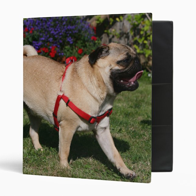 Pug Wearing Red Harness Binder (Front/Inside)
