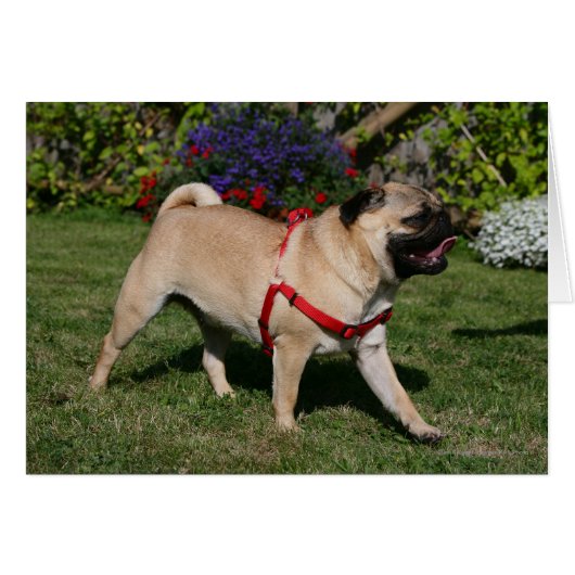 Pug Wearing Red Harness Cards (Front Horizontal)