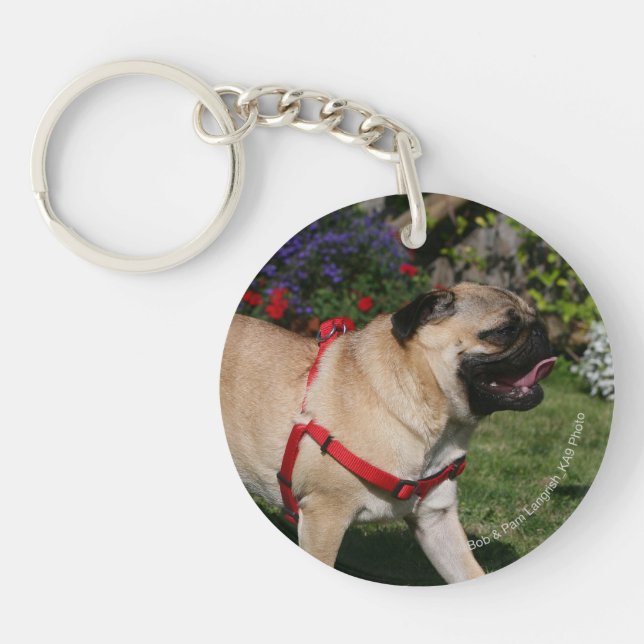 Pug Wearing Red Harness Keychain (Front)