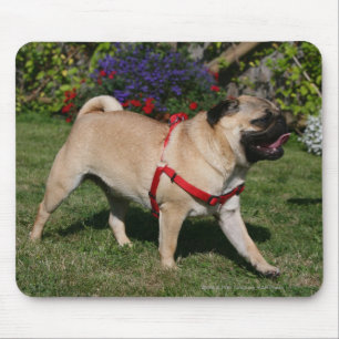 Pug Wearing Red Harness Mouse Pad