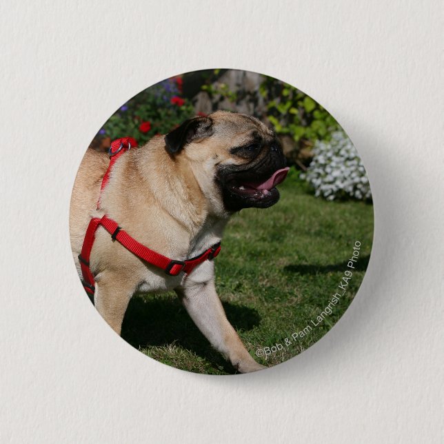 Pug Wearing Red Harness Pinback Button (Front)
