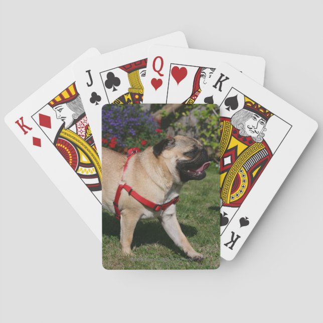 Pug Wearing Red Harness Poker Cards (Back)