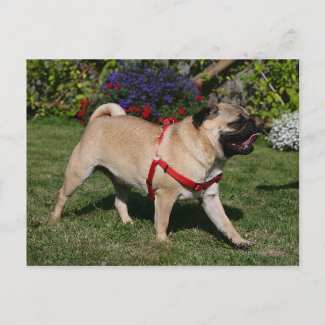 Pug Wearing Red Harness Postcard (Front)