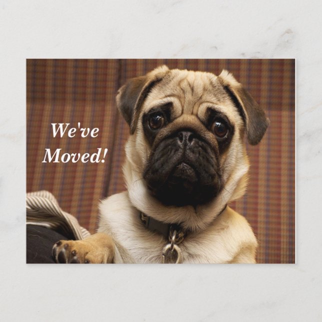 Pug We've Moved New Address Postcard (Front)